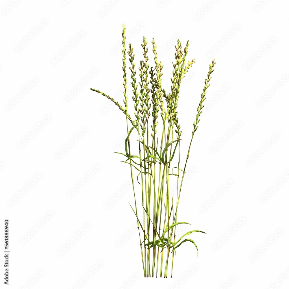 wild field grass, isolated on white background, 3D illustration, cg render wild field grass, isolated on white background, 3D illustration, cg render
