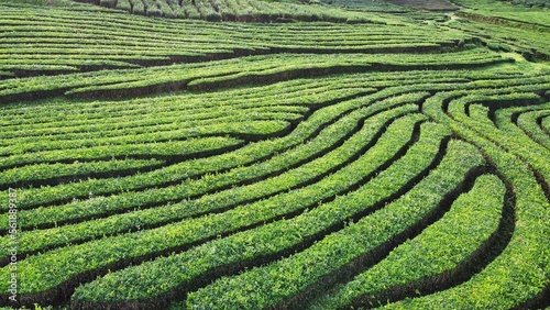 campos de cultivo de te en sao miguel photo