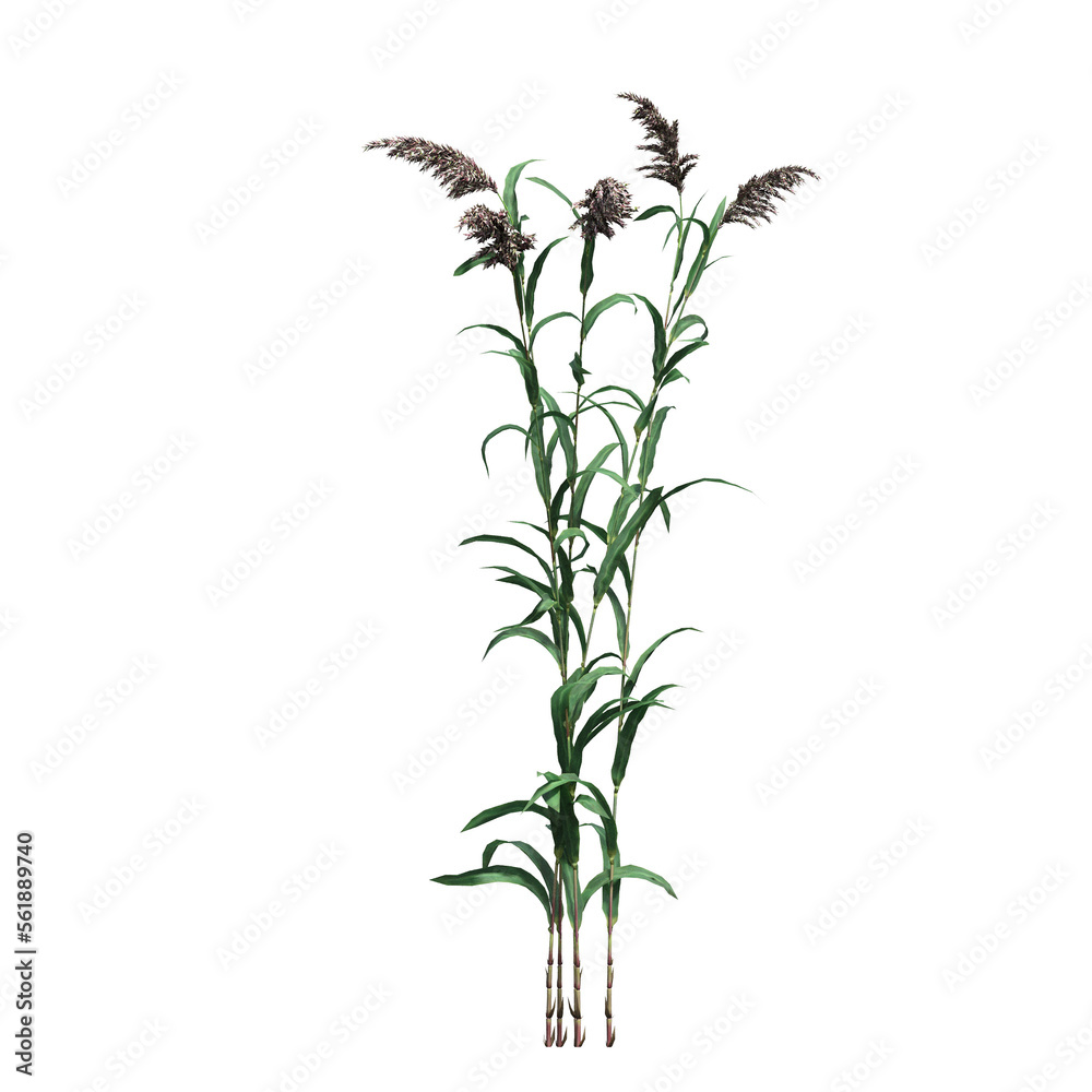 Fototapeta premium wild field grass, isolated on a transparent background, 3D illustration, cg render