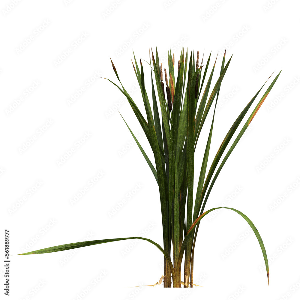 Fototapeta premium wild field grass, isolated on a transparent background, 3D illustration, cg render