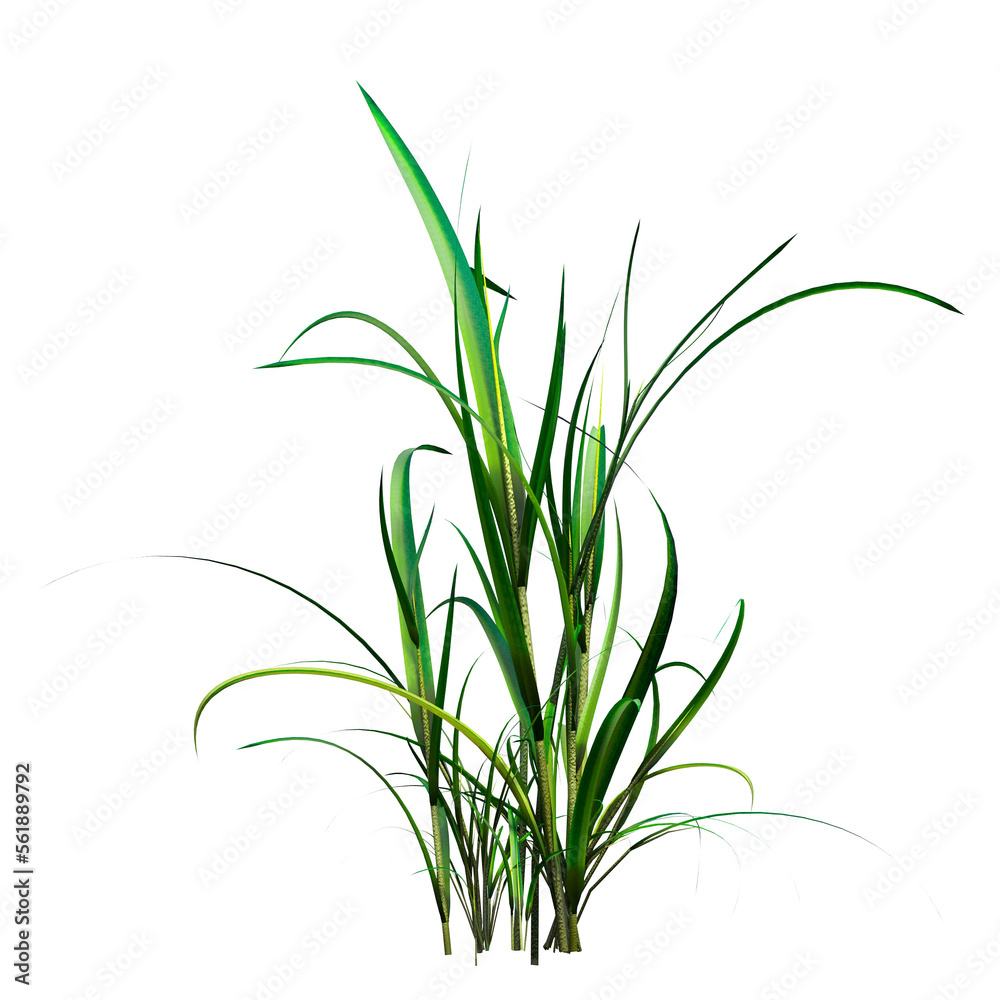 wild field grass, isolated on a transparent background, 3D illustration, cg render