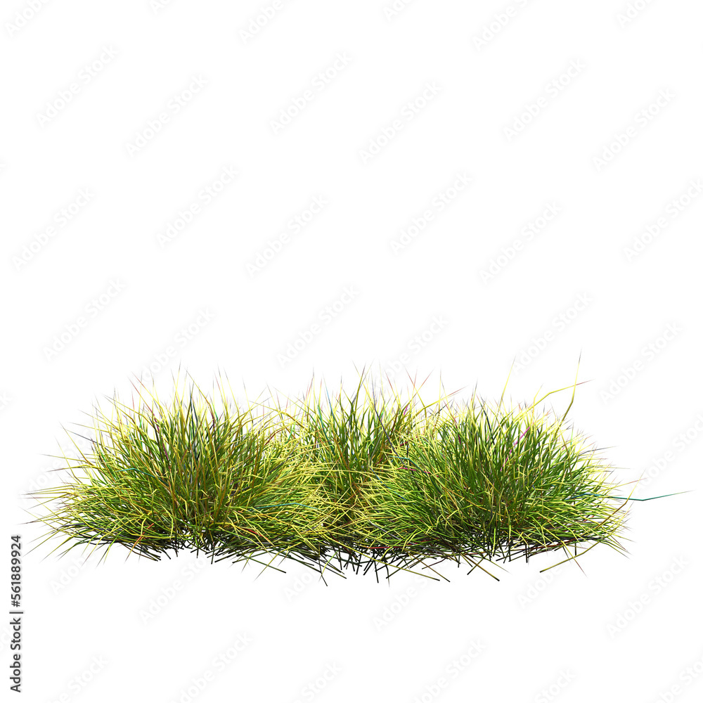 wild field grass, isolated on a transparent background, 3D illustration, cg render