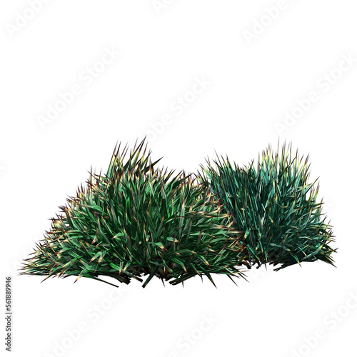 wild field grass  isolated on a transparent background  3D illustration  cg render