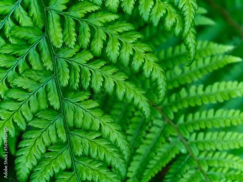 Beautiful leaves of a fern. Dense foliage. Green plant in close up