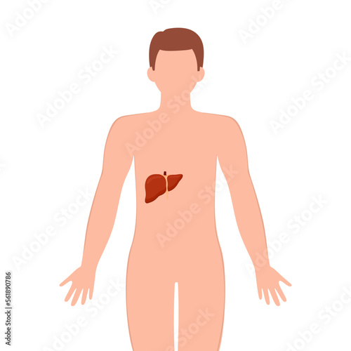 Liver on male silhouette. Male silhouette with Liver isolated on white background. Anatomy, medicine concept. vector illustration