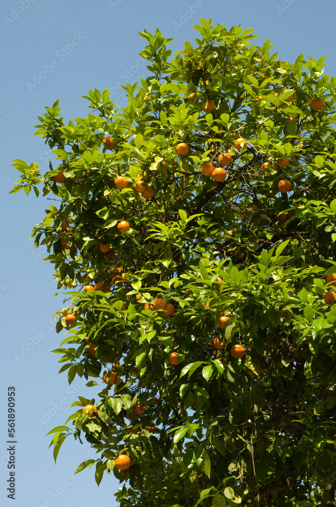 an orange tree against blue sky