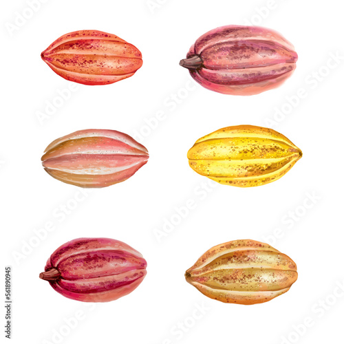 cocoa fruit. Vector illustration isolated on white background