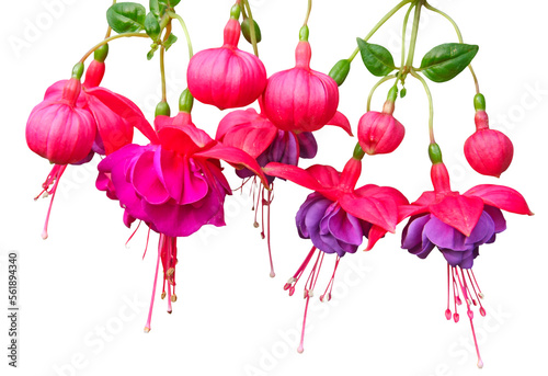 Fuchsia rouge et violet