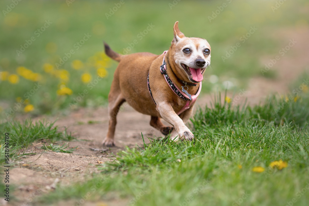 Old happy mongrel dog of chihuhua type walking at nature