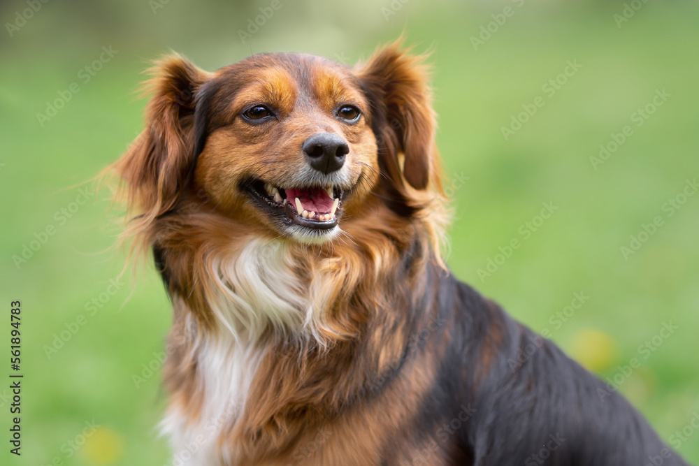 Happy smiling red mongrel dog outdoors