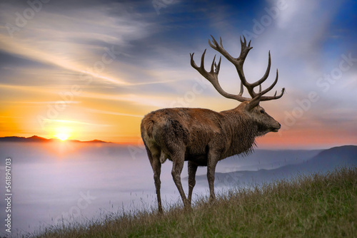 Hirsch im Sonnenaufgang und Nebel © GERHARD