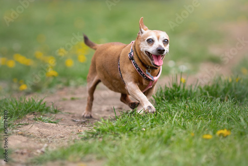 Old happy mongrel dog of chihuhua type walking at nature