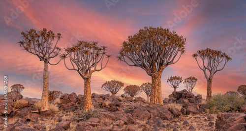 Panorama. Quiver trees or aloe dichotoma in quiver forest at sunset, Kitmanshoop, Namibia. Africa photo