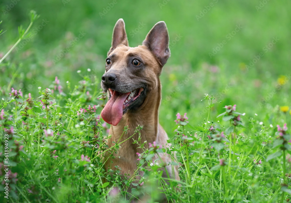 Funny happy dog of belgian malinois breed sitting in the green grass at summer