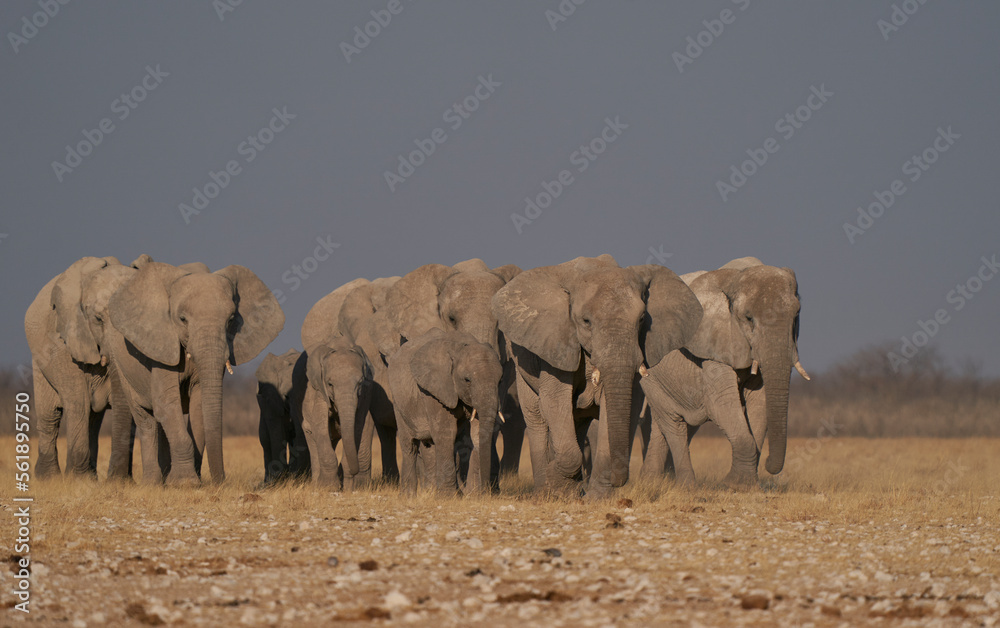 Obraz premium Herd of African Elephant (Loxodonta africana) approaching a waterhole in Etosha National Park, Namibia