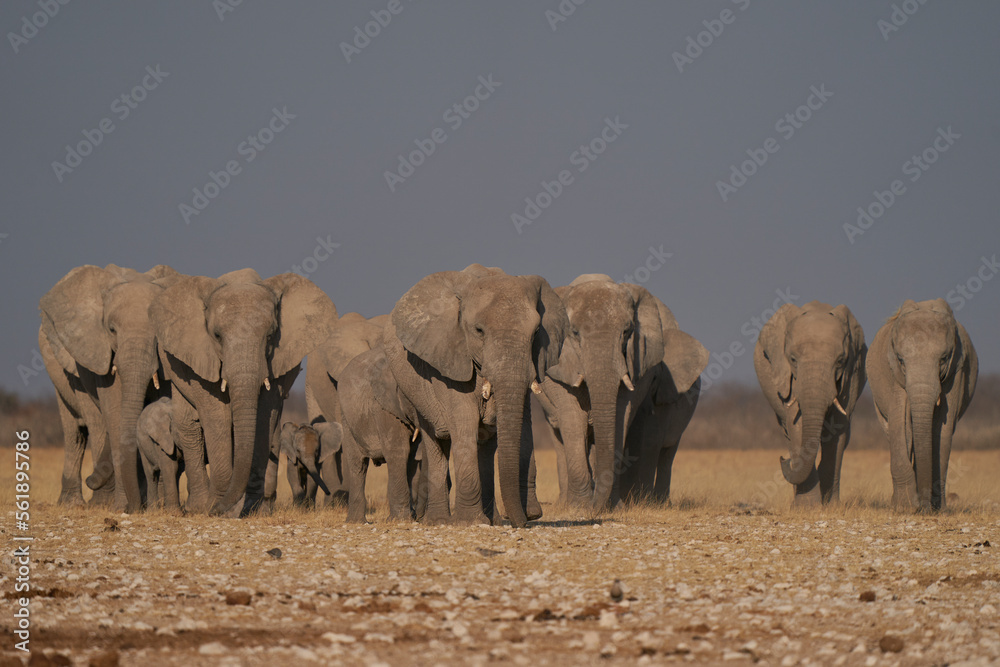 Obraz premium Herd of African Elephant (Loxodonta africana) approaching a waterhole in Etosha National Park, Namibia