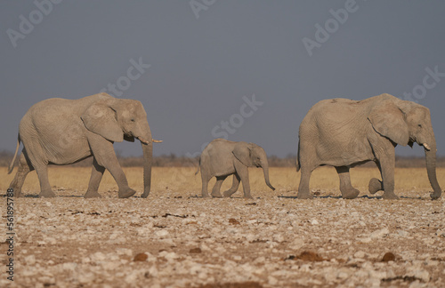 Herd of African Elephant (Loxodonta africana) approaching a waterhole in Etosha National Park, Namibia