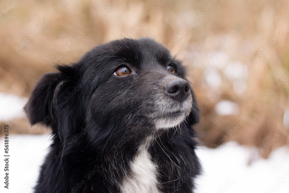 black and white dog black and white dog