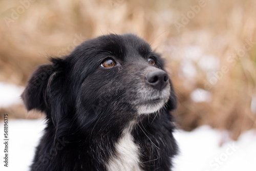 black and white dog