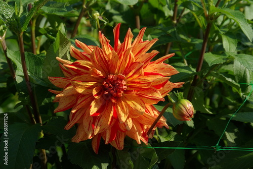 Dahlia orange au jardin en   t  