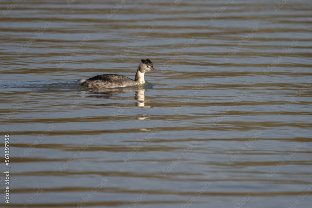 great crested grebe