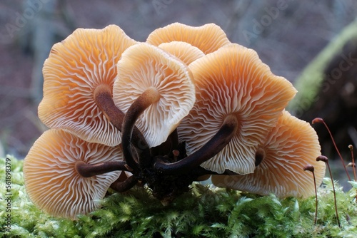 Forest mushrooms - winter edible mushroom Flammulina velutipes also known as velvet shank. In Asian cuisine, it is known as enoki. photo