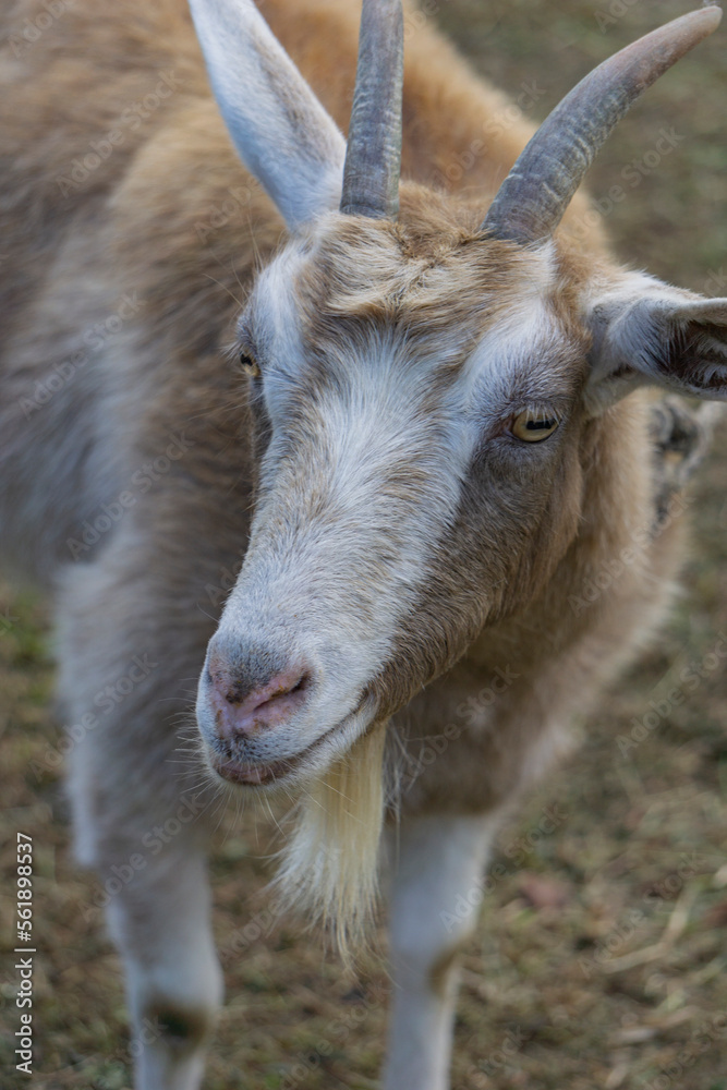 goat on the farm