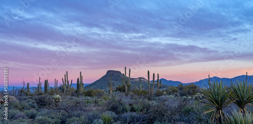 фотографія Panoramic AZ Sonoran Desert Landscape Early Morning