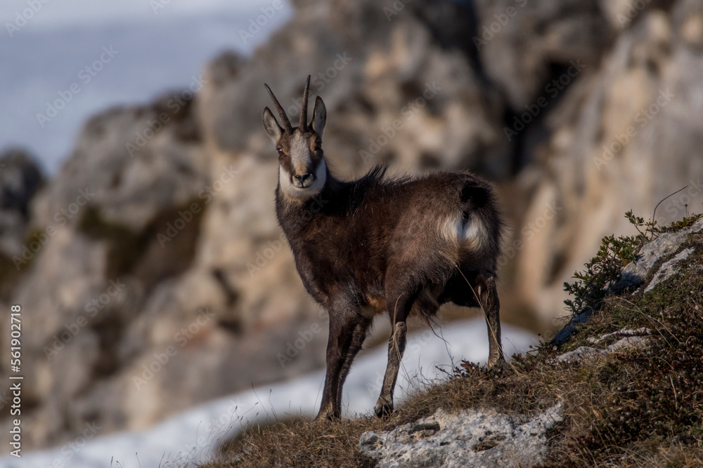 Winter Alpine chamois or wild goat (Rupicapra rupicapra) in alert standing on a mountain meadow against blurred snowy mountains in the background. Italian Alps, Monviso Natural Park.