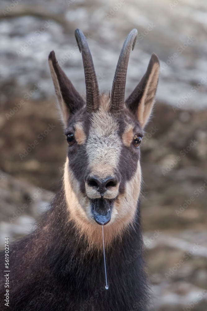 Close up of Male Alpine Chamois (Rupicapra rupicapra) with tongue hanging out due to exhaustion of confrontation races during mating season. Italian Alps. Piedmont.