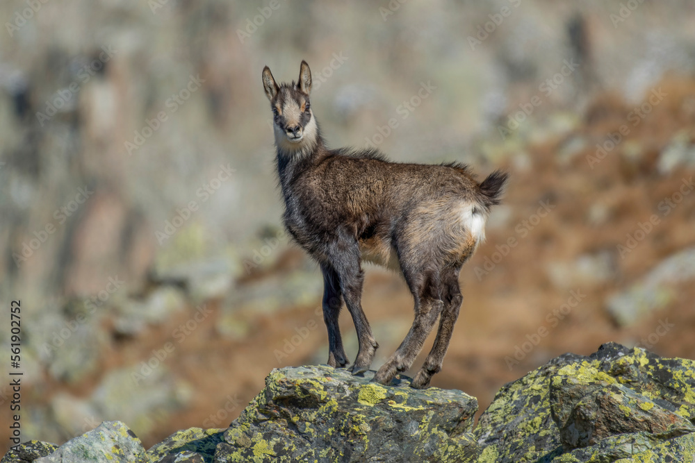 A young chamois (Rupicapra rupicapra) exhibits his physical prowess by exposing himself from a rock on the void on an autumnal day against blurred rocks in the background. Alps, Italy. Monviso park.