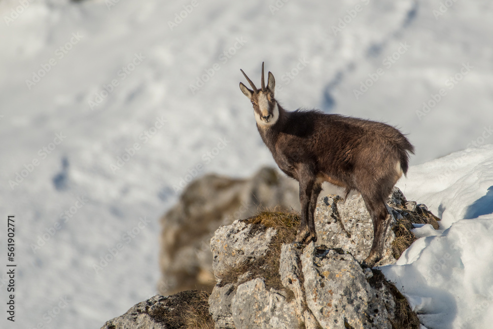 A beautiful male Alpine chamois (Rupicapra rupicapra) stands on the edge of a ravine looking at camera against snowy slope in the background - mountain lookout, Italian alps, Piedmont.