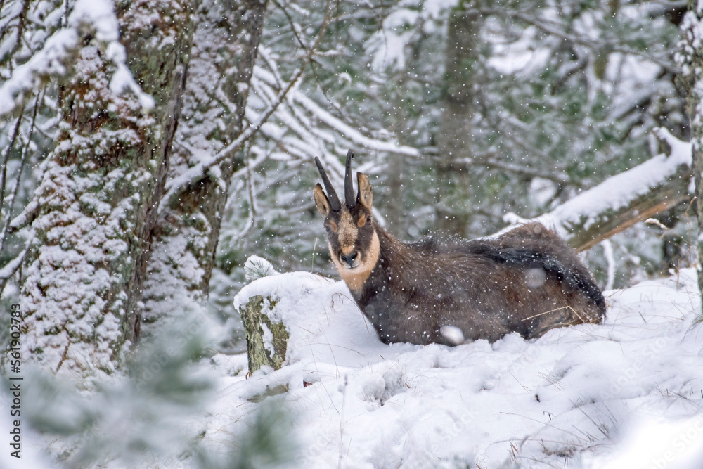 Alpine chamois (Rupicapra rupicapra) resting in the snow in woodland during snow storm, Alps Mountains, Italy