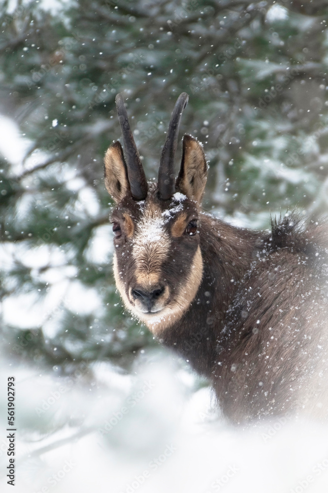 Portrait of male Alpine chamois (Rupicapra rupicapra) during intense snowfall with some snowflakes on his face against snowy forest background, Italian alps. Monviso natural park.
