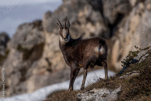 Obraz na płótnie Winter Alpine chamois or wild goat (Rupicapra rupicapra) in alert standing on a mountain meadow against blurred snowy mountains in the background. Italian Alps, Monviso Natural Park. w salonie
