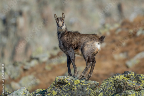 Obraz na płótnie A young chamois (Rupicapra rupicapra) exhibits his physical prowess by exposing himself from a rock on the void on an autumnal day against blurred rocks in the background. Alps, Italy. Monviso park. w salonie