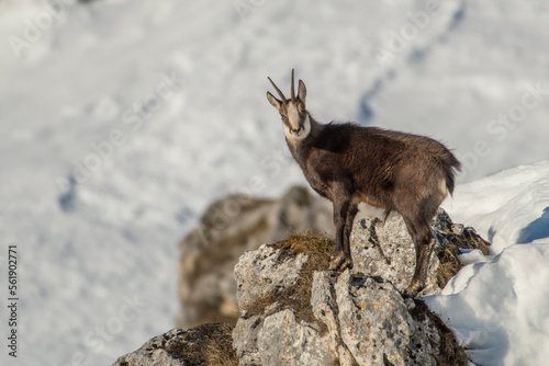 Obraz na płótnie A beautiful male Alpine chamois (Rupicapra rupicapra) stands on the edge of a ravine looking at camera against snowy slope in the background - mountain lookout, Italian alps, Piedmont. w salonie
