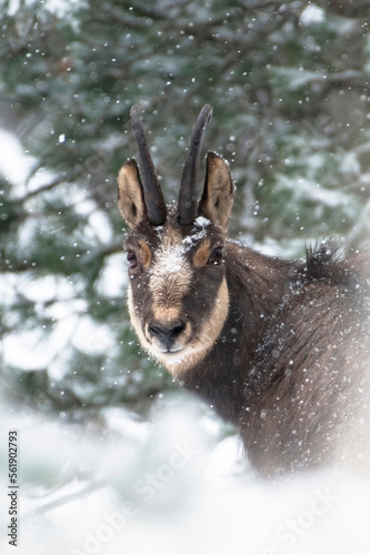 Obraz na płótnie Portrait of male Alpine chamois (Rupicapra rupicapra) during intense snowfall with some snowflakes on his face against snowy forest background, Italian alps. Monviso natural park. w salonie