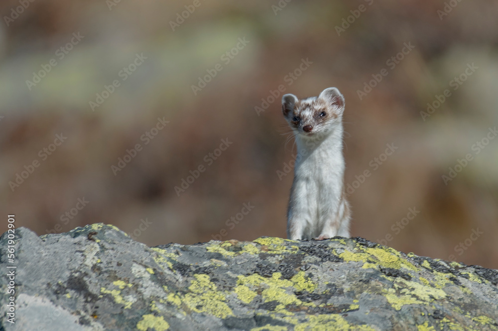A cute ermine or stoat (Mustela erminea) with completely white fur looks suspiciously at me from a rock, in its mountain environment with the bokeh of autinnali colors in the background, Alps, Italy.
