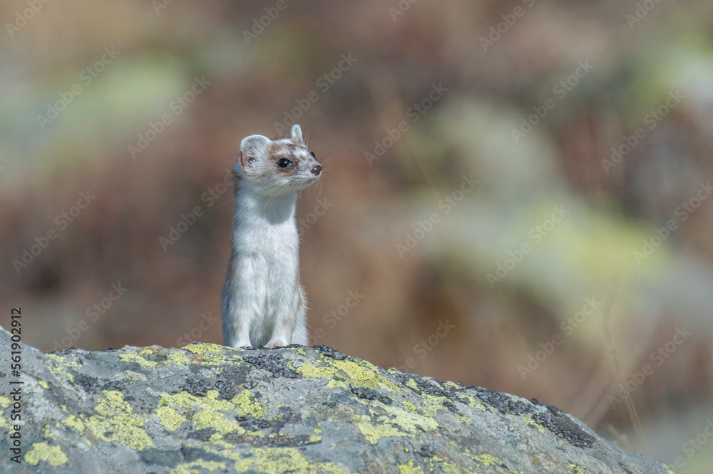 Portrait of white ermine (Stoat - Mustela erminea) with winter fur posing with frontal paws on a rock against soft autumn bokeh. Winter ermine - Italian Alps, Piedmont.