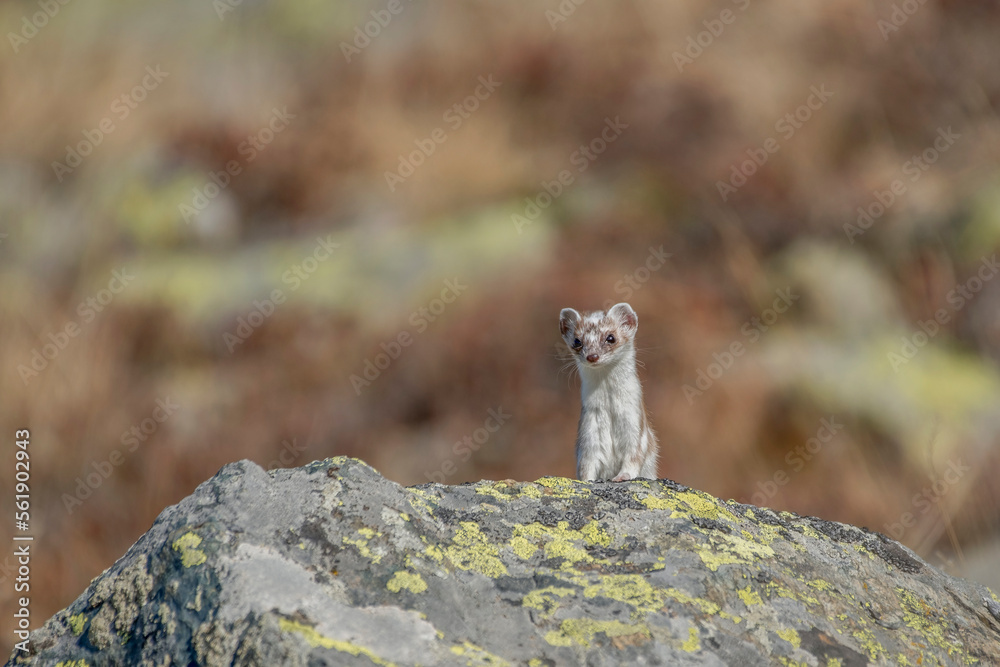 A cute ermine or stoat (Mustela erminea) with white fur looks at me from a rock in the moring light, in its mountain environment with the bokeh of autumn colors in the background, Alps, Italy.