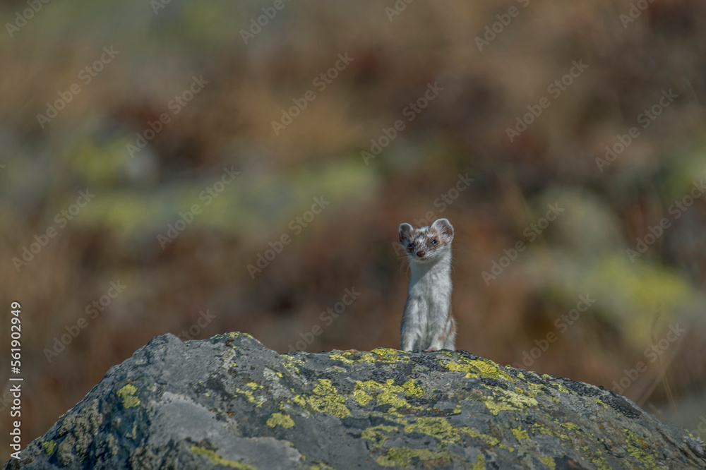 Portrait of ermine (Mustela erminea) in white fur with front paws on a rock and curious gaze against soft bokeh, italian alps - beauty of nature - beautiful animals.