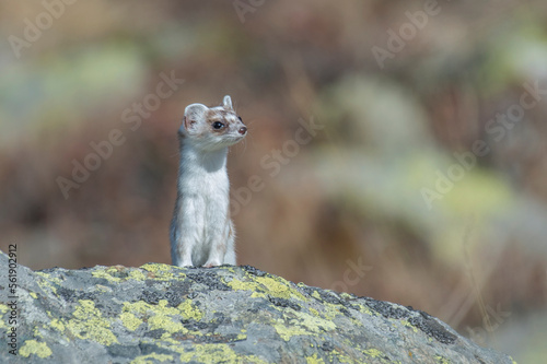 Obraz na płótnie Portrait of white ermine (Stoat - Mustela erminea) with winter fur posing with frontal paws on a rock against soft autumn bokeh. Winter ermine - Italian Alps, Piedmont. w salonie