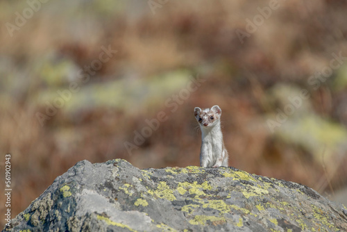 Obraz na płótnie A cute ermine or stoat (Mustela erminea) with white fur looks at me from a rock in the moring light, in its mountain environment with the bokeh of autumn colors in the background, Alps, Italy. w salonie