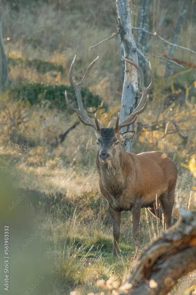 Large red deer stag (Cervus elaphus) comes out of the woods at sunset in a typical autumnal alpine environment- wild animal with perfectly symmetric antlers, Italian alps. Symbol of power.