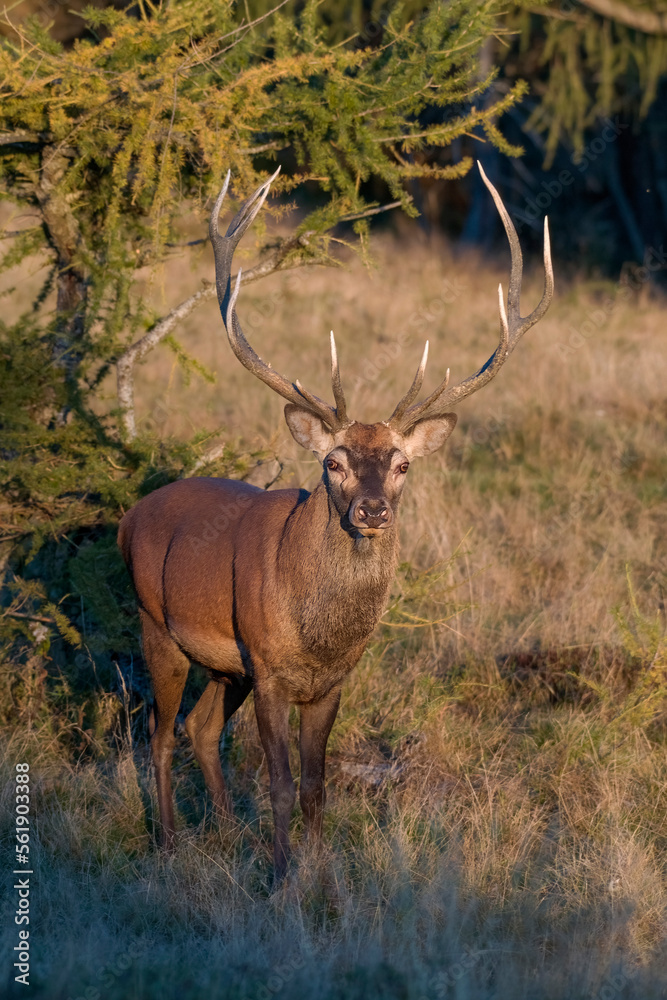 Close up portrait of an imposing red deer stag (Cervus elaphus) showing beautiful antlers, standing in an alpine meadow among larch trees as the sun is rising . Italian Alps. Monviso Natural Park.