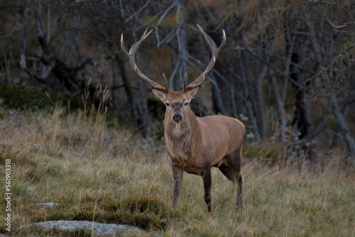 wild red deer stag  Cervus elaphus  standing in an alpine meadow with forest background at twilight  beautiful buck with perfectly symmetric antlers. Alps Mountains  Italy.