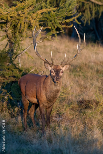 Obraz na płótnie Close up portrait of an imposing red deer stag (Cervus elaphus) showing beautiful antlers, standing in an alpine meadow among larch trees as the sun is rising . Italian Alps. Monviso Natural Park. w salonie