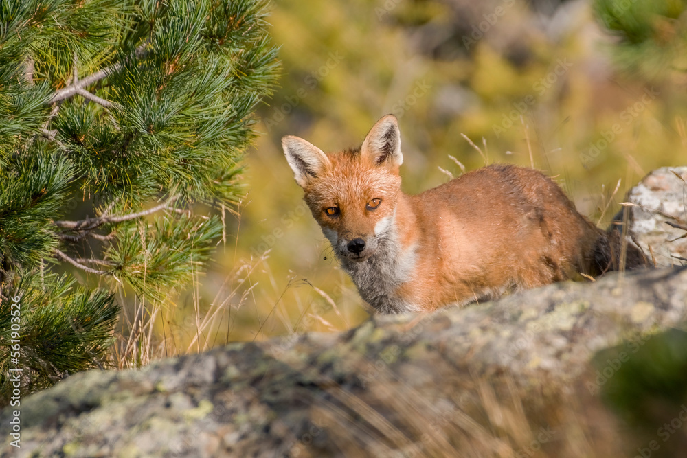 A little red fox (Vulpes vulpes) with bright eyes looking for food in the alpine habitat at sunrise, Italian alps - smart concept.