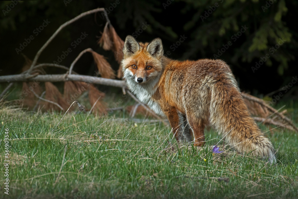 A young red fox (Vulper vulpes) with winter fur in an alpine grassland with fir trees in the background stares into the camera with its lively gaze in the dawn light. Piedmont Alps, Italy.
